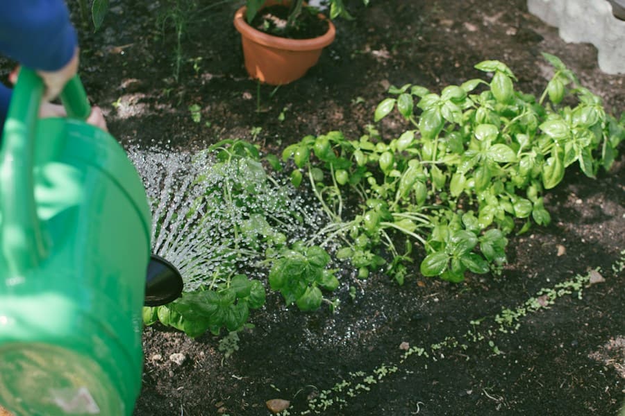 Arrosoir vert en plastique versant une pluie d’eau sur des plants de basilic en pleine terre