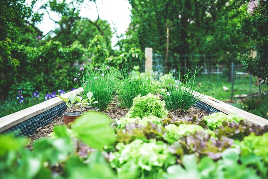 Carré potager surélevé en bois garni de laitues, de ciboulette en fleur et de jeunes plants en pot